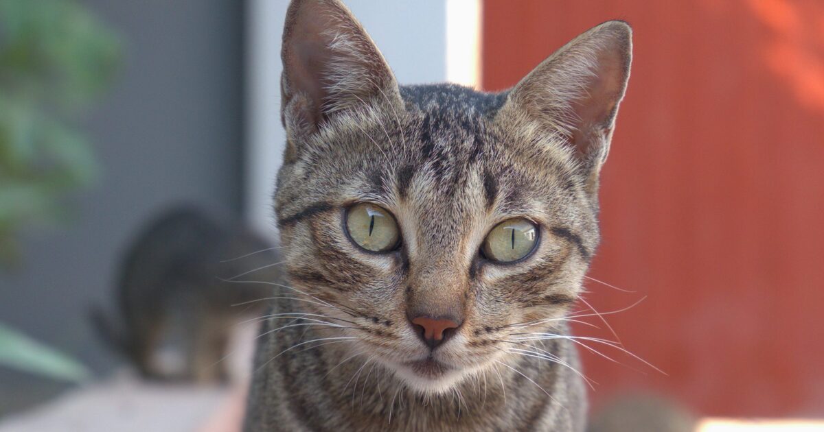 Carence en thiamine chez le chat : la repérer
