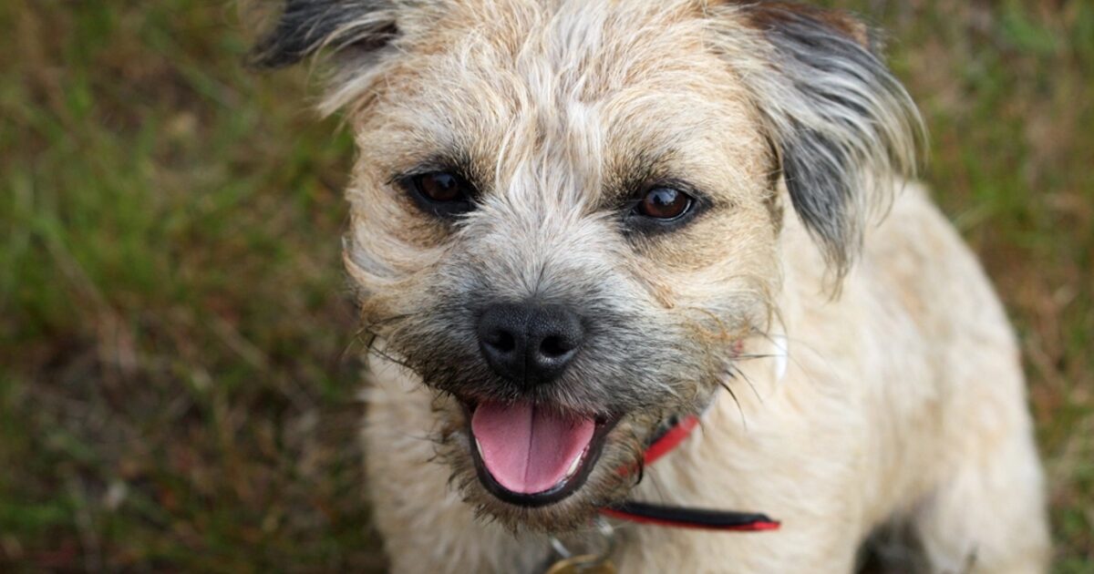 Cuivre des croquettes : un risque pour le chien ?