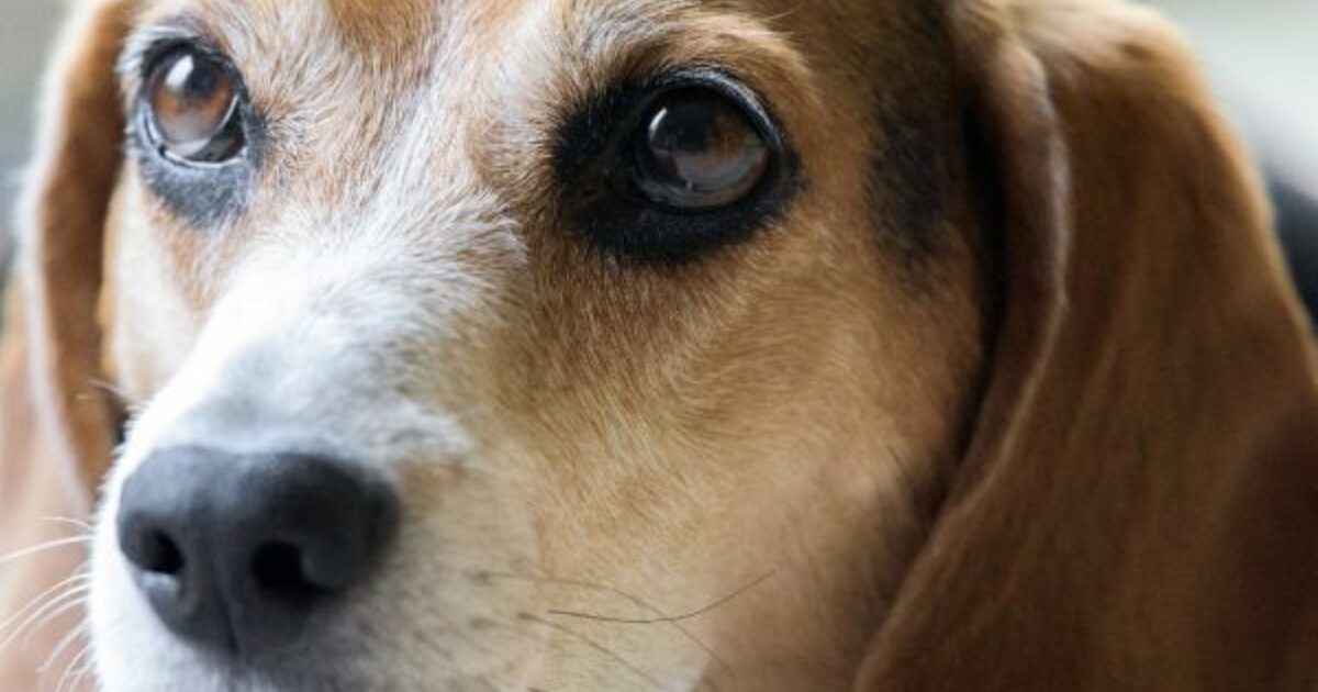 Yeux secs chez le chien : un lien alimentaire ?