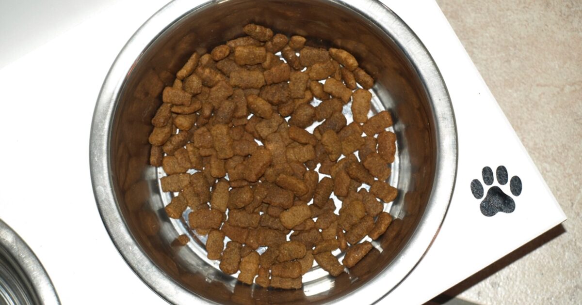 Chien stérilisé : de combien baisser la ration ?